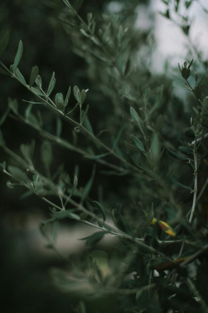 Olive Tree Flowering Time When to Expect Blooms