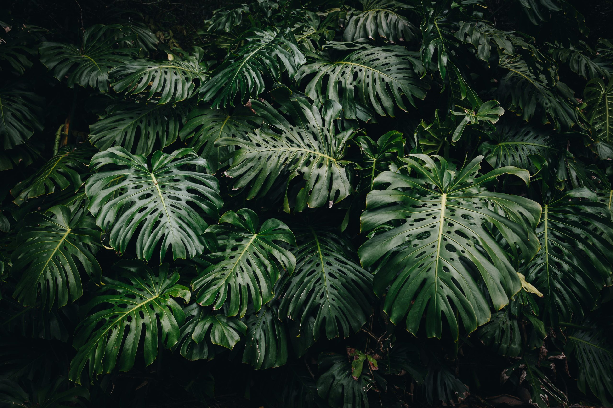 Tropical Plant Care Guide: Watering, Light, and Humidity Tips