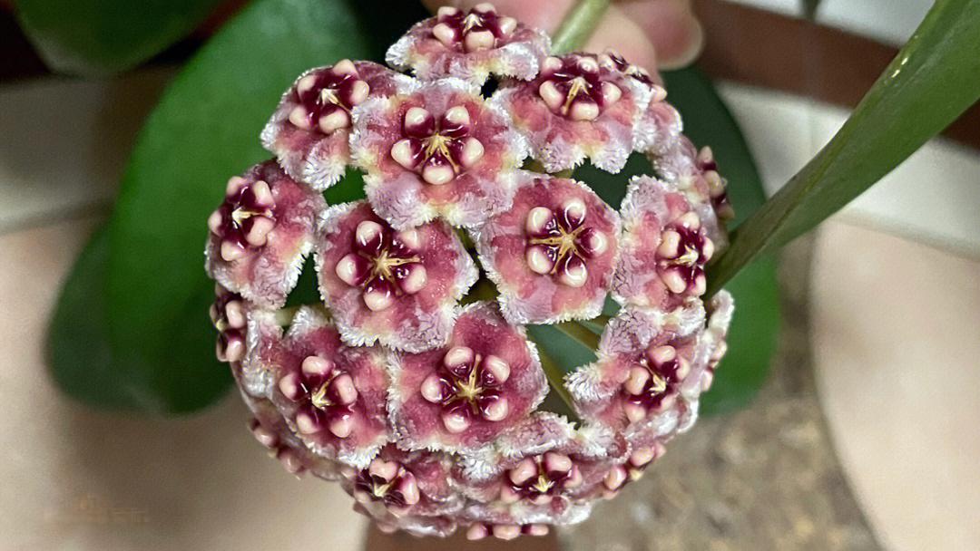 When Do Hoyas Bloom Complete Guide to Hoya Flowering Seasons and Care Tips